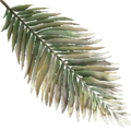 FY palm leaf02 SU.png