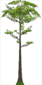 Fo giant tree Sp X F.png