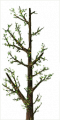 Fo giant tree branche Sp.png