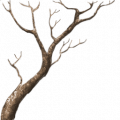 TR s2 mangrove branches.png