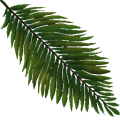 TR palmtree leaf02 Su.png