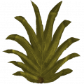 Tr pipetree feuille.png