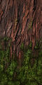 Fo giant tree tronc mousse Su.png