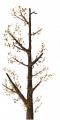 Fo giant tree branche Au.png