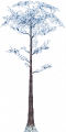Fo giant tree Wi X F.png