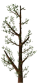 Fo giant tree branche Su.png