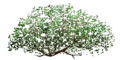 Fo giant tree feuillage Su.png