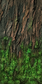 Fo giant tree tronc mousse Sp.png