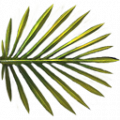Palmtree-leaf-small outgame.png