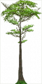 Fo giant tree Sp X L.png