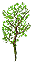 Fo bigroot branche Sp X.png