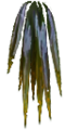 Ju youngtree pointes Wi.png
