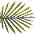 Palmtree-leaf-small.png