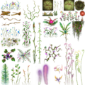 MicroVeget Jungle Sp.png
