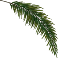 TR palmtree leaf Su.png