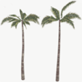 FY palmtree A SU X.png
