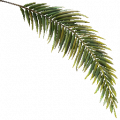 FY palm leaf01 WI.png