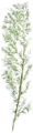 Tr bamboo branche Su.png