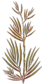 Tr bamboo feuilles Wi.png