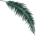 TR palmtree leaf Wi.png
